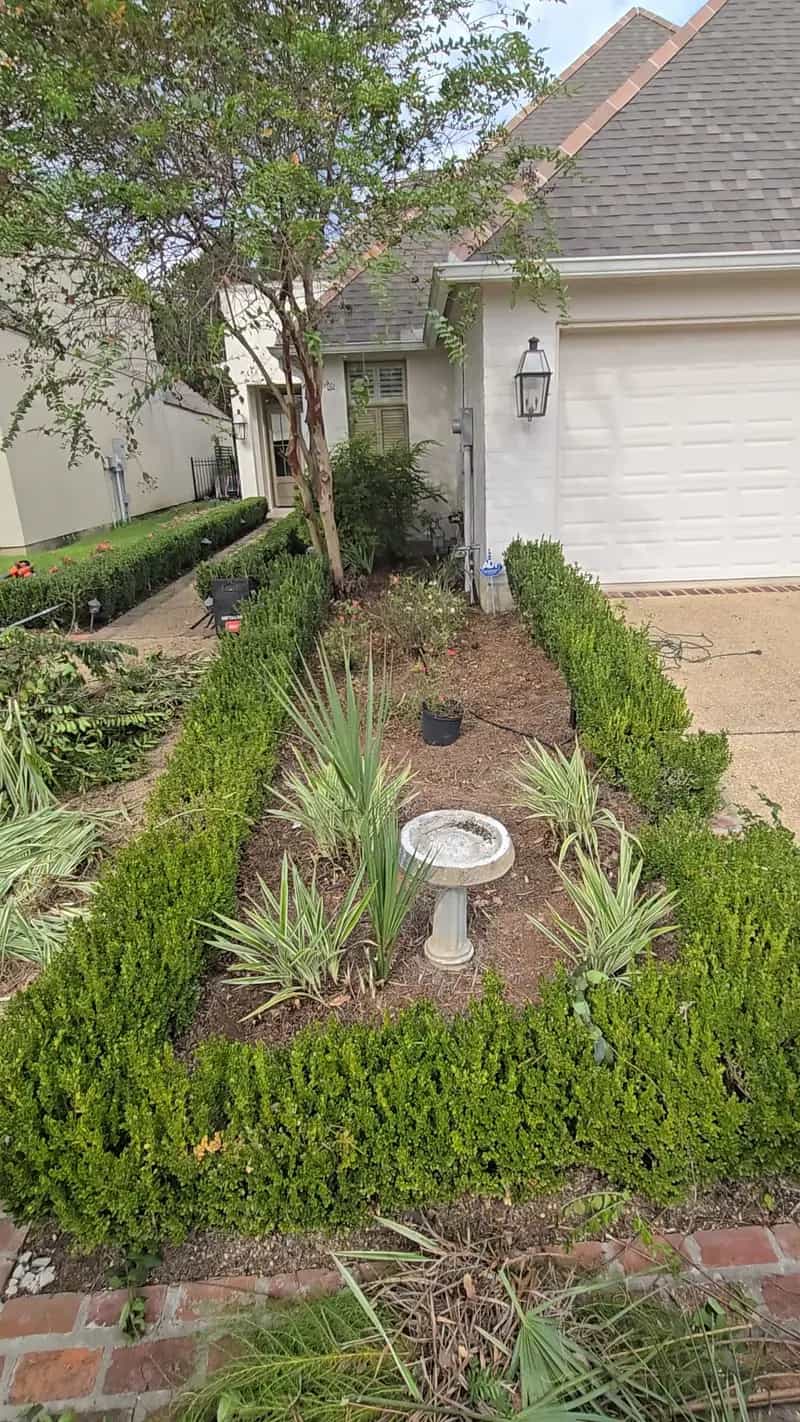 Overgrown bed before a Baton Rouge hedge trimming and cleanup