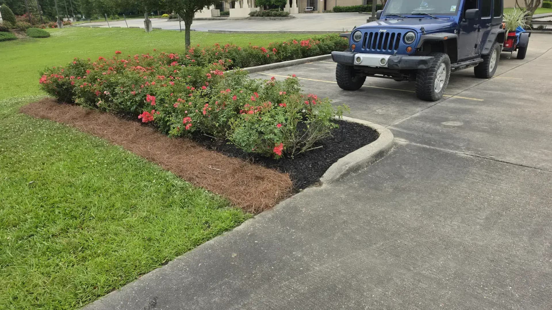 Fresh pine straw and black mulch flower bed with red roses, installed by Southern Buck Lawn near Denham Springs, LA