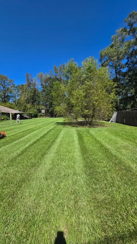 Healthy green Louisiana backyard lawn with mowing stripes, free of chinch bug damage