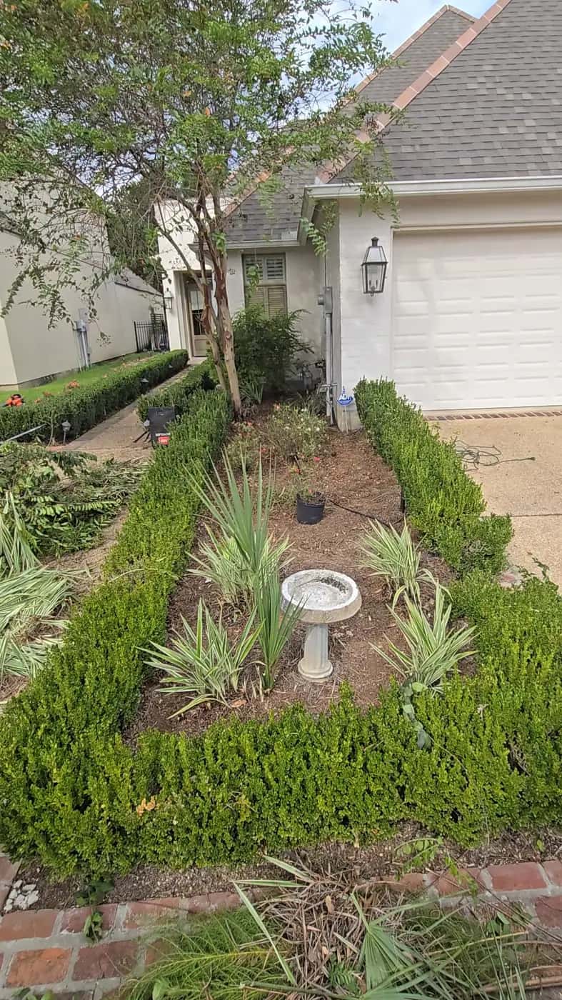 Freshly trimmed green hedge around a front bed with soil and clippings during cleanup at a brick house (job location).