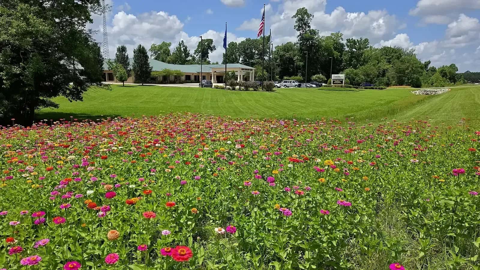 Wildflowers and manicured grounds at RKM headquarters in Clinton, Louisiana, kept up by Southern Buck Lawn